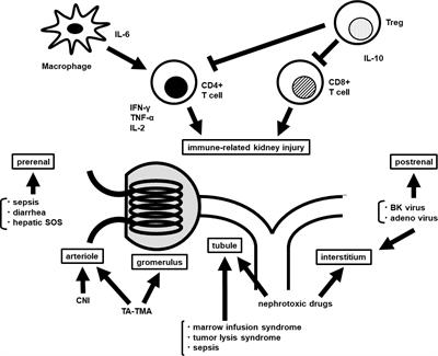 Recent Advances of Acute Kidney Injury in Hematopoietic Cell Transplantation